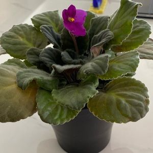 Meet your Posher, Emmanuelle